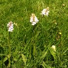 Pfingstgruß mit meinen erblühten wildwachsenden Orchideen