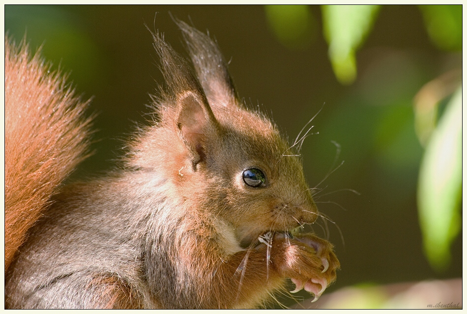 Pfingsthörnchen