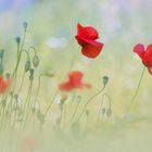 *** Pfingstmohn ***