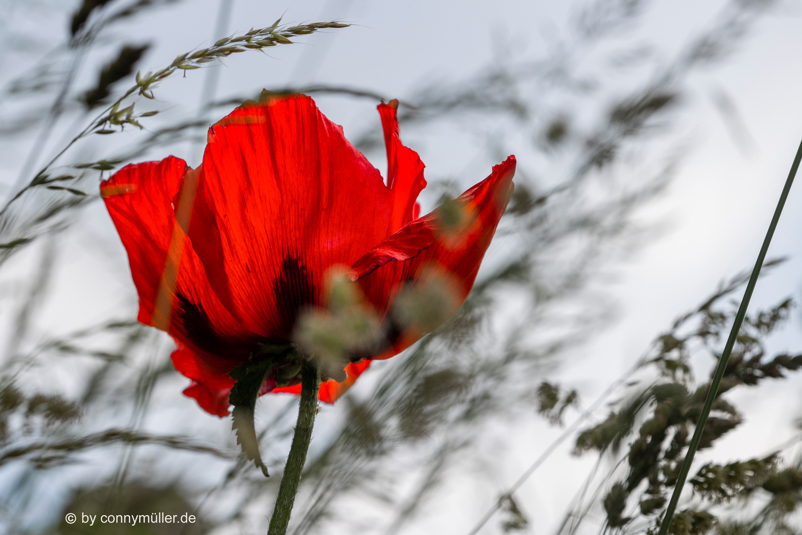 Pfingstmohn