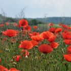 Pfingst.Mohn.Tag