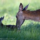 Pfingstmontag Rotwildkalb