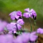 Pfingstnelke (Dianthus gratianopolitanus)