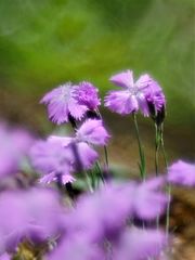 Pfingstnelke (Dianthus gratianopolitanus)