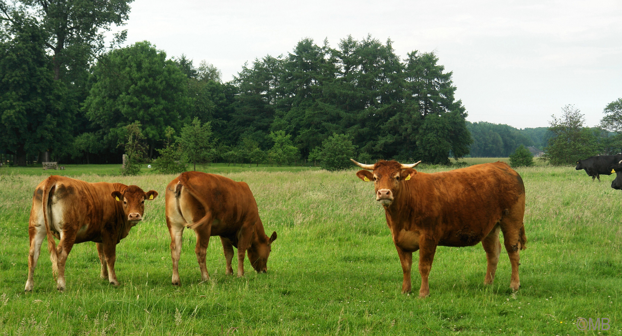 Pfingstochsen auf der Weide