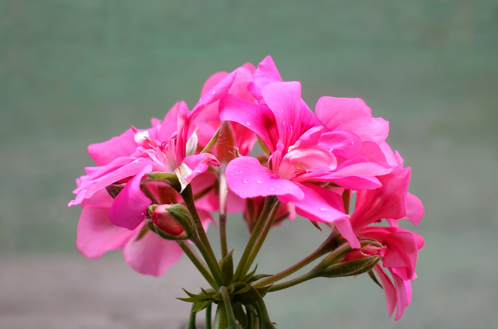 Pfingstpelargonie_24.05.2021