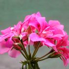 Pfingstpelargonie_24.05.2021