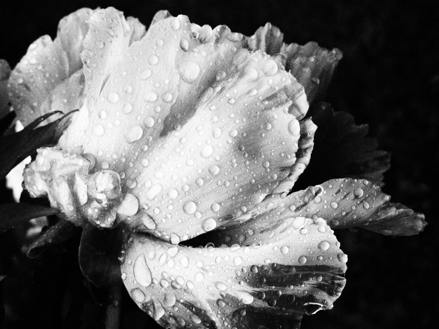 Pfingstregenrose archiv