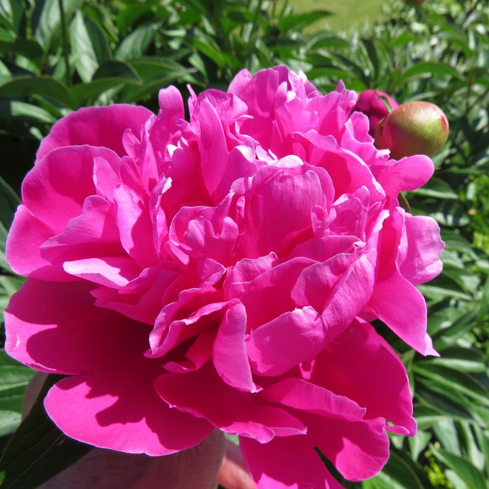 Pfingstrose Foto & Bild natur, blumen, pflanzen Bilder auf