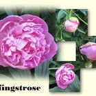 Pfingstrose 2