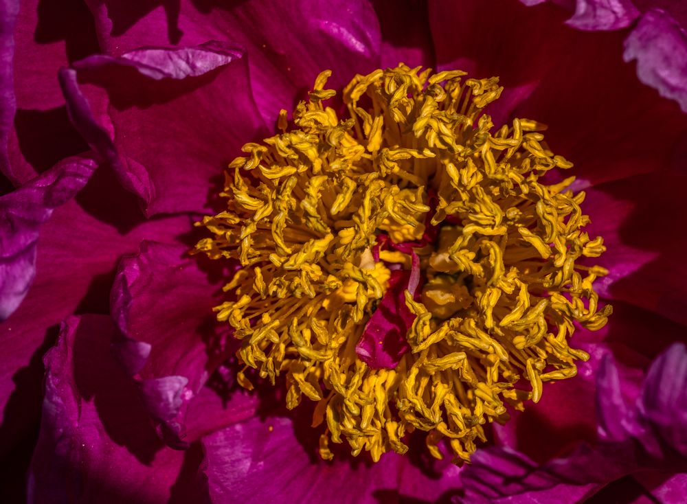 Pfingstrose Foto & Bild pflanzen, pilze & flechten, blüten