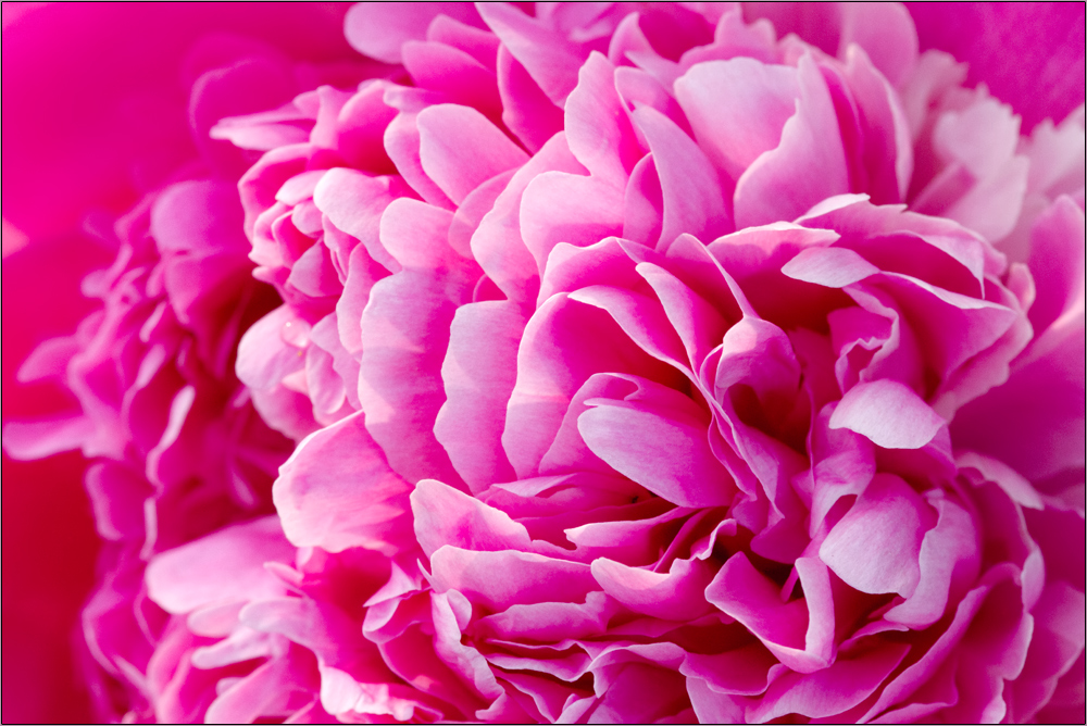 Pfingstrose Foto & Bild pflanzen, pilze & flechten, blüten