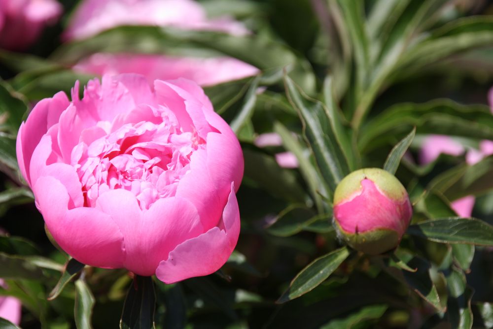 Pfingstrose Foto & Bild | natur, motive Bilder auf ...