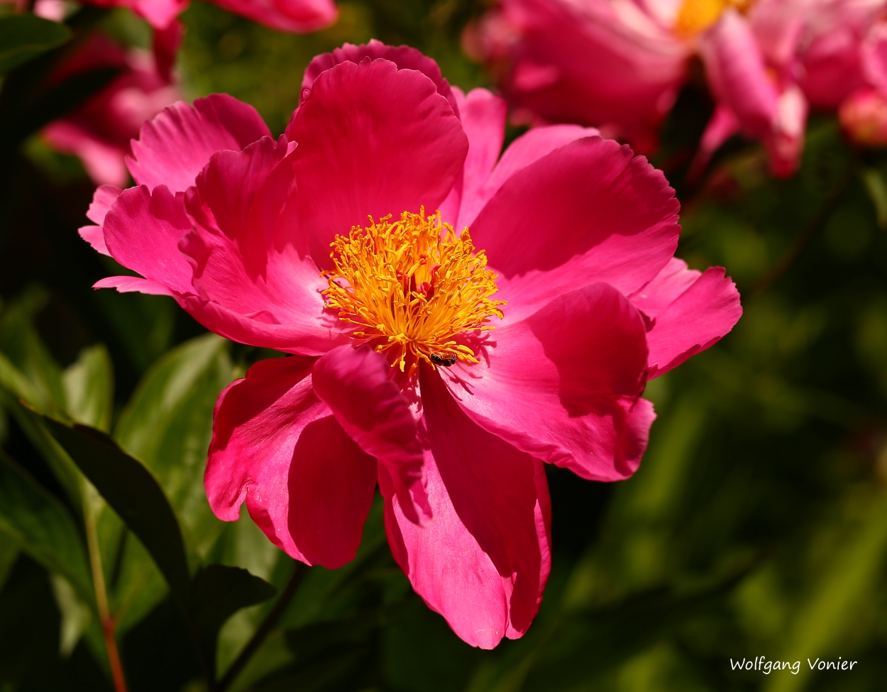 Pfingstrose I Foto & Bild blumen, makro, makro, natur Bilder auf