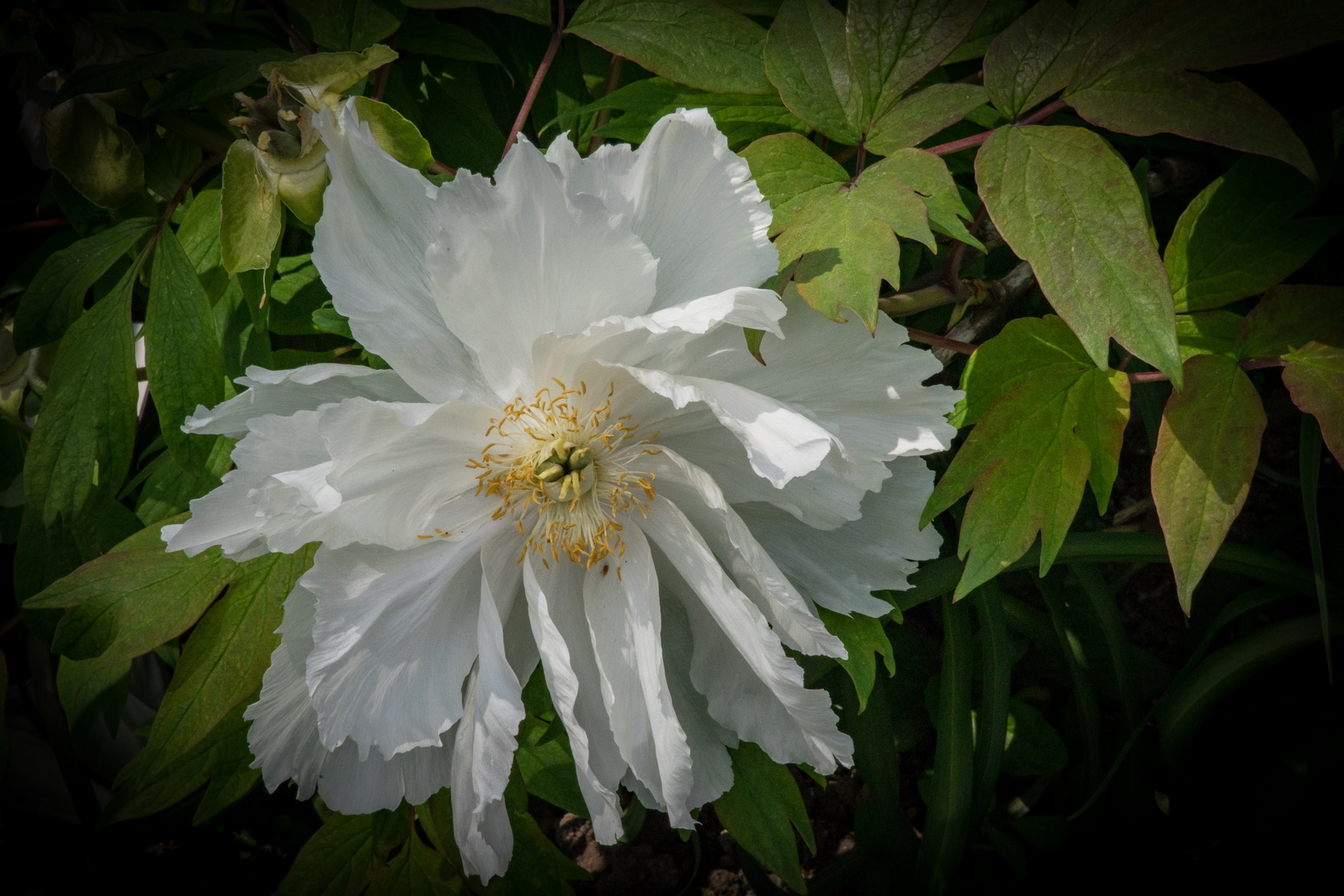 Pfingstrose II - Berggarten Hannover