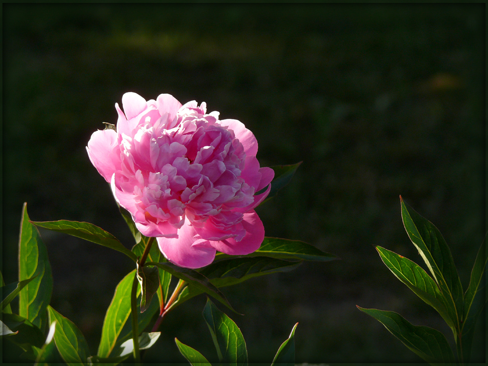 Pfingstrose im Abendlicht