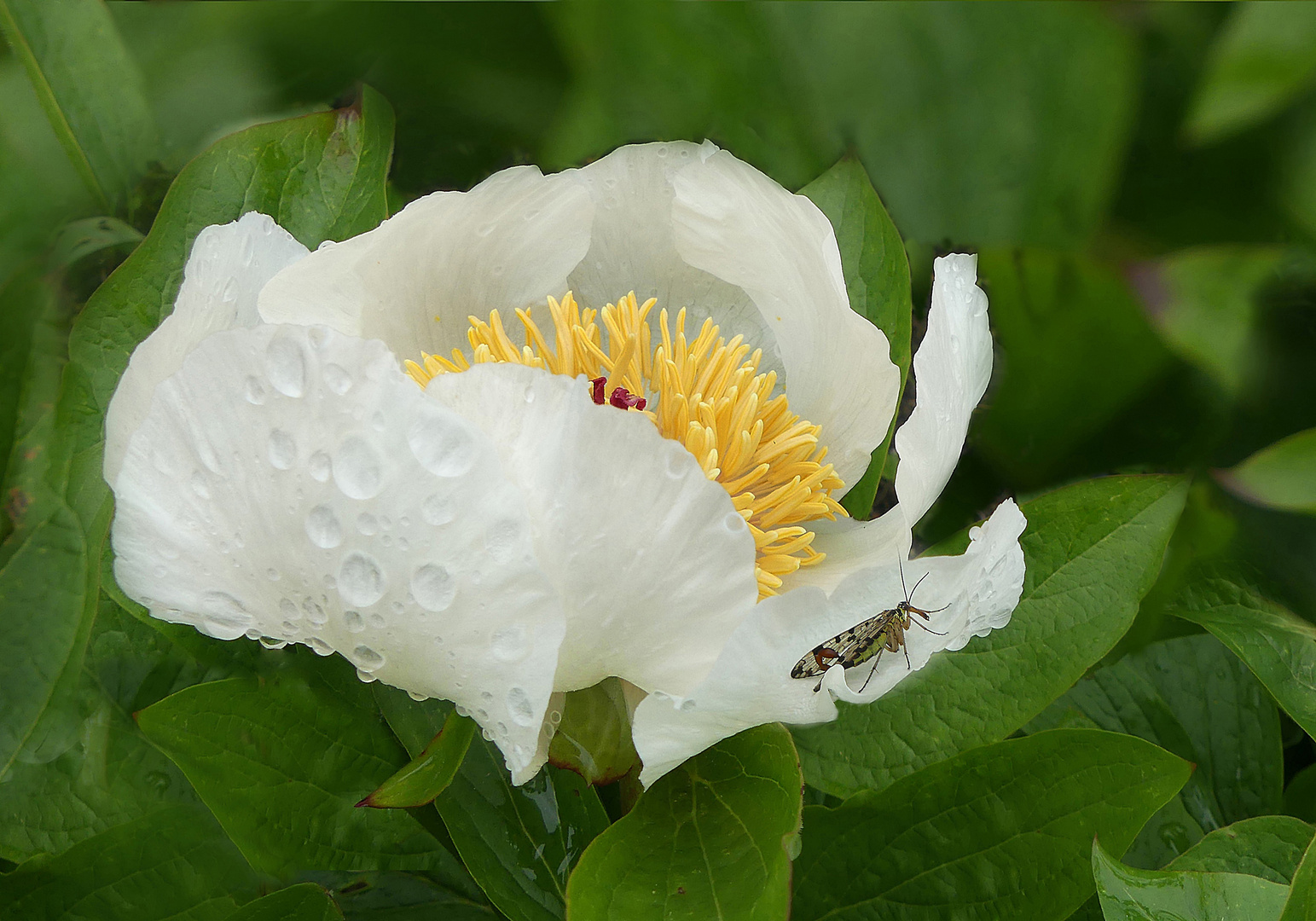 Pfingstrose im Regen