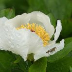 Pfingstrose im Regen