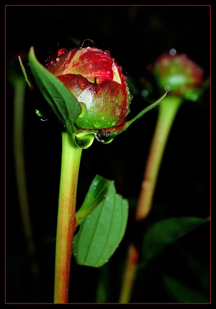 Pfingstrose im Regen