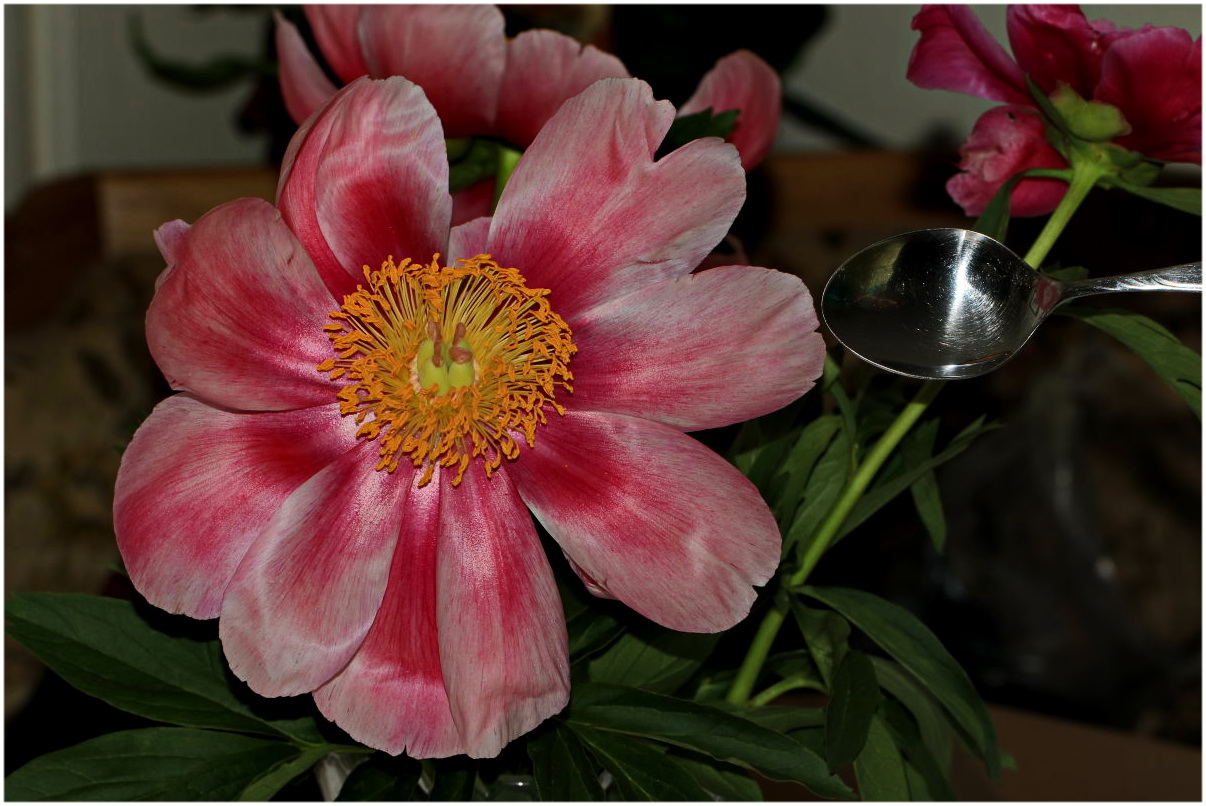 Pfingstrose in der Vase im Wohnzimmer