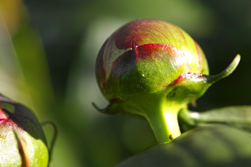 Pfingstrose in Nachbars Garten