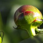 Pfingstrose in Nachbars Garten