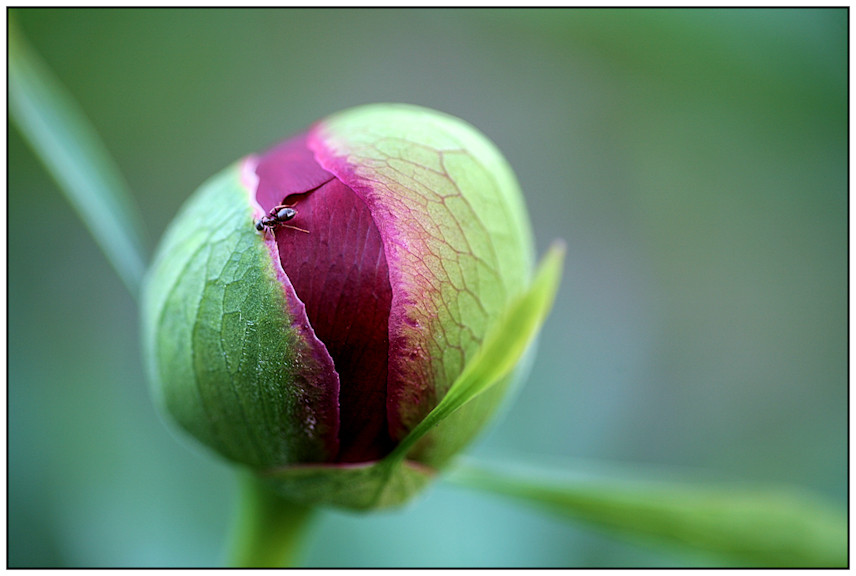 Pfingstrose - Knospe - mit Gast