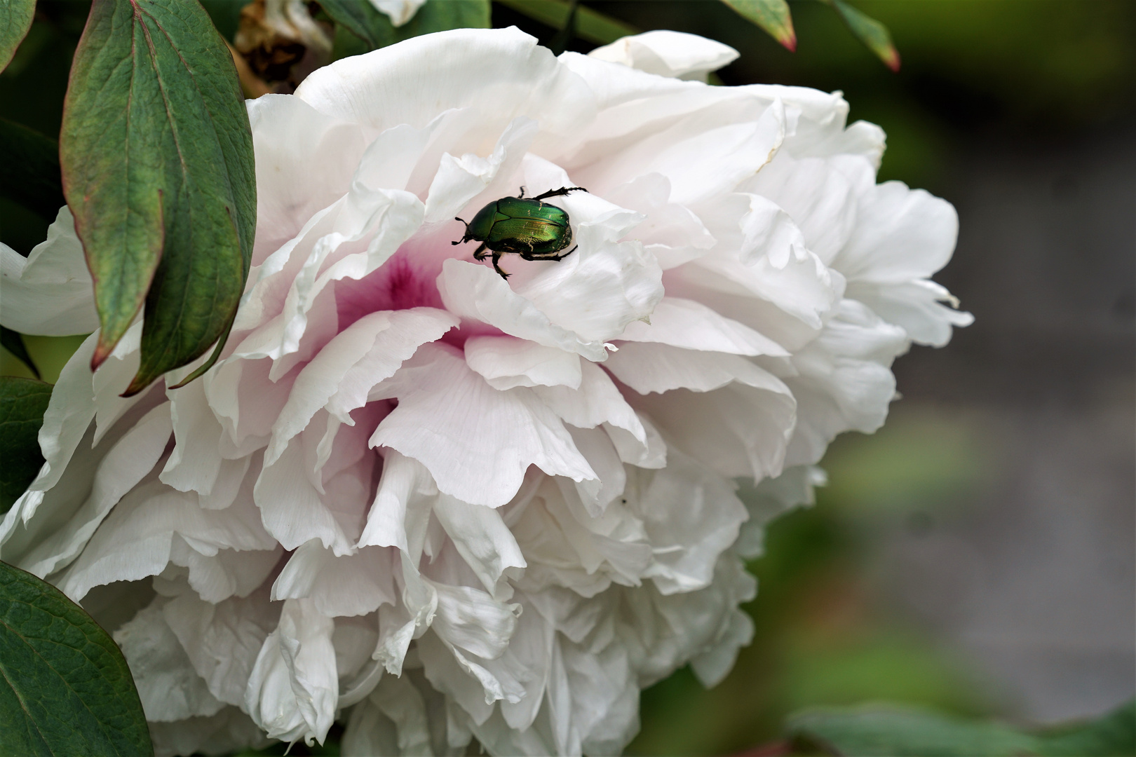 Pfingstrose mit einen Rosenkäfer