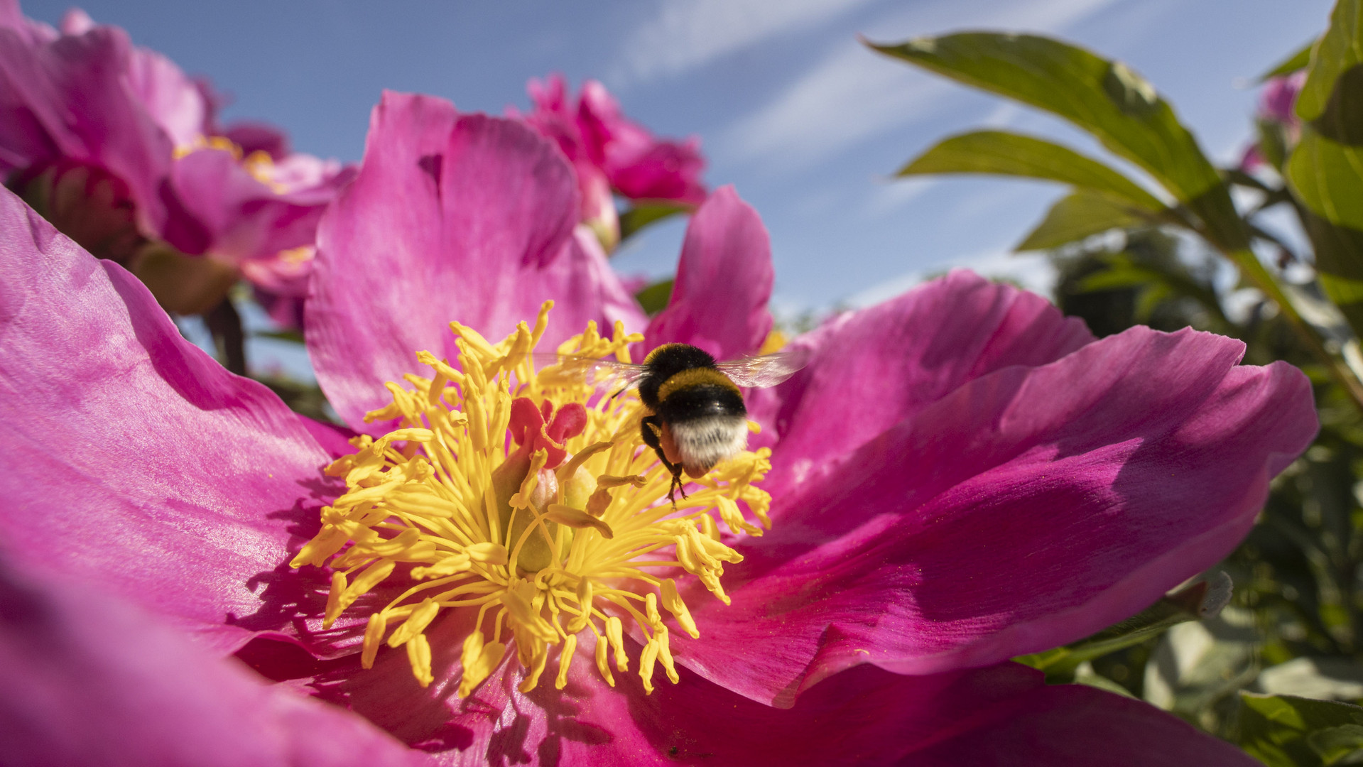 Pfingstrose mit Hummel