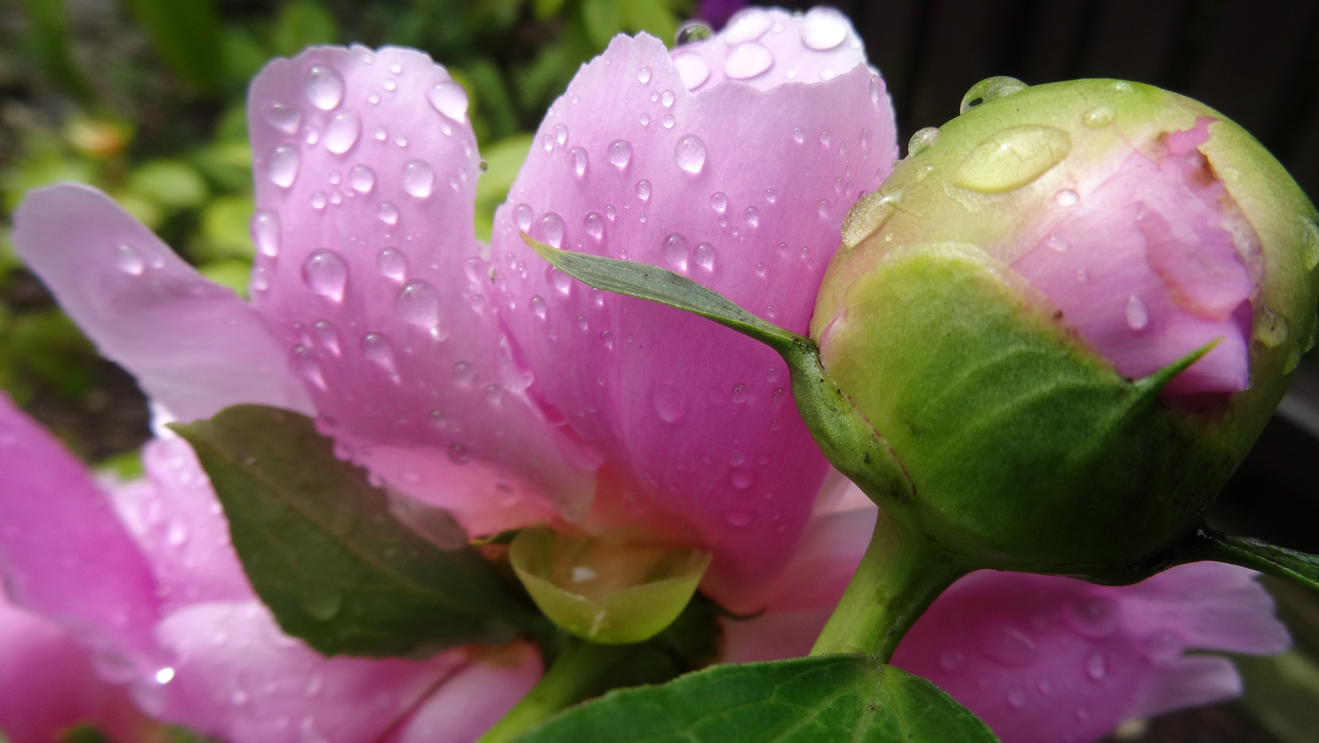 Pfingstrose mit Knospe im Regen