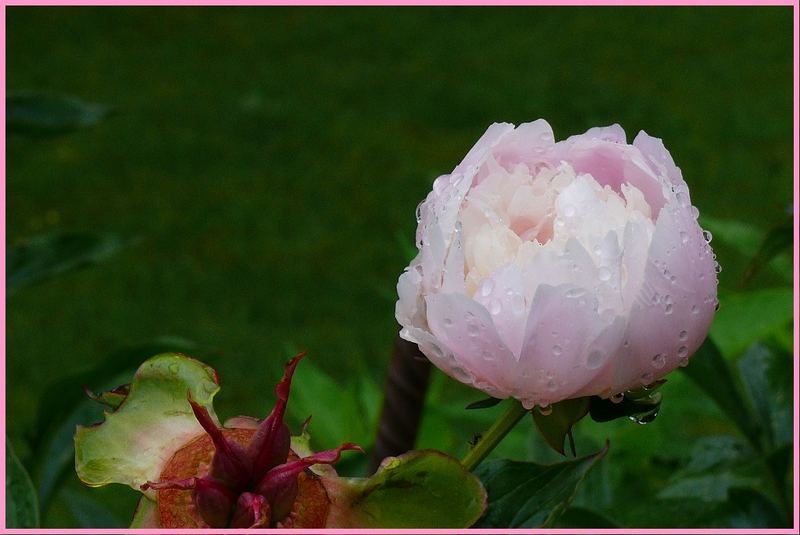 Pfingstrose nach dem Regen