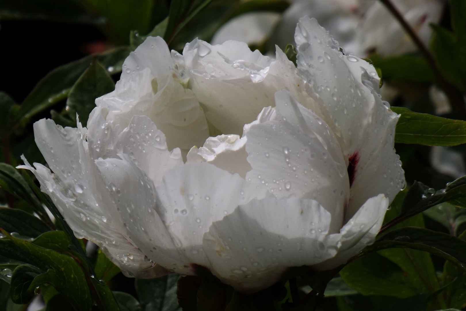 Pfingstrose nach dem Regen .....