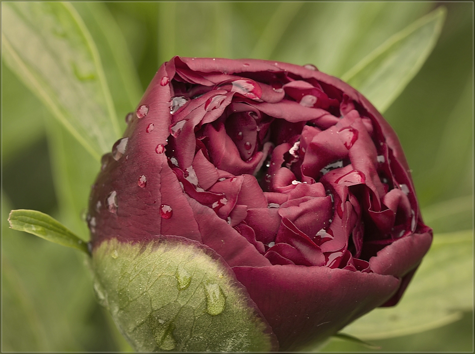 Pfingstrose (Paeonia)