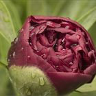 Pfingstrose (Paeonia)