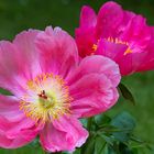 Pfingstrose - Paeonia