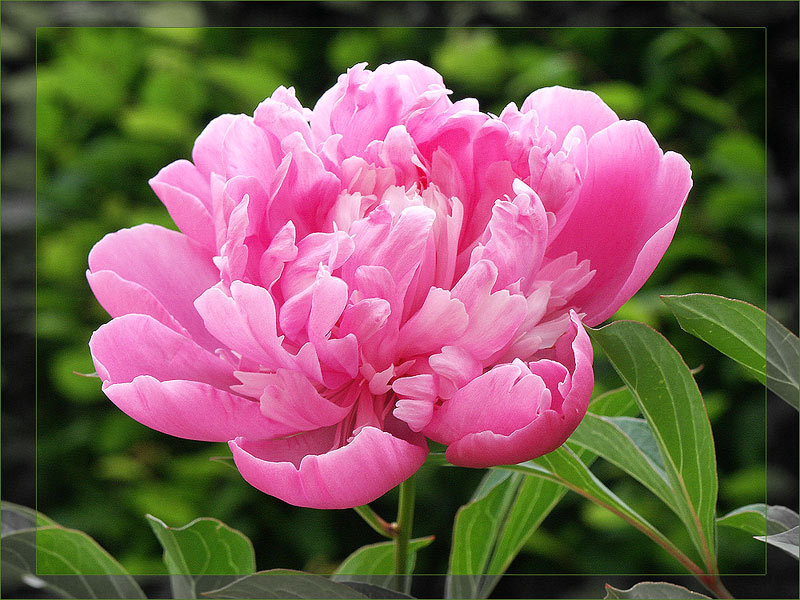 Pfingstrose (Paeonia)