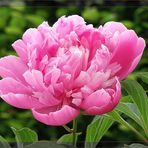 Pfingstrose (Paeonia)