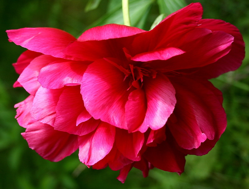 Pfingstrose (Paeonia)