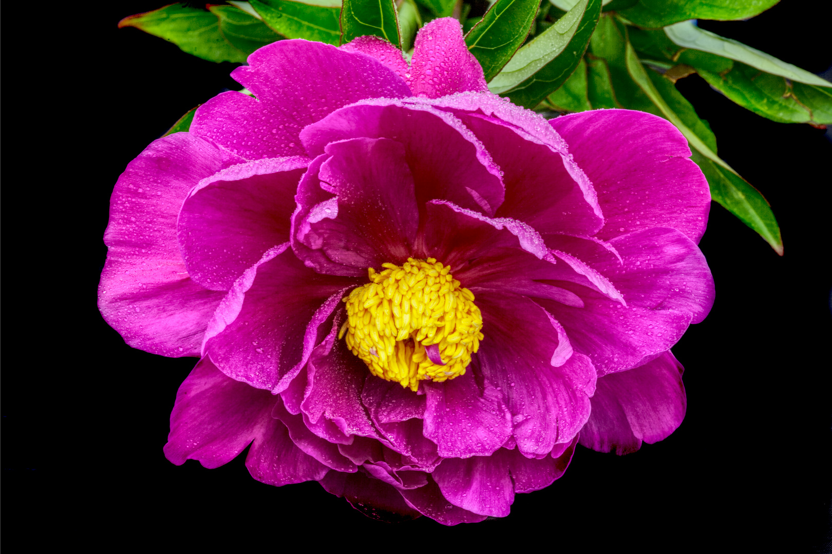 *** Pfingstrose (Paeonia) ***