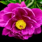 *** Pfingstrose (Paeonia) ***