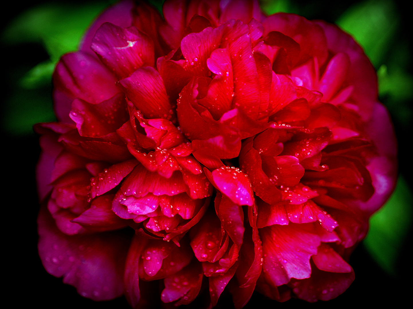 Pfingstrose (Paeonia) - Die Farbe der Liebe