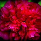 Pfingstrose (Paeonia) - Die Farbe der Liebe