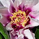 Pfingstrose (Paeonia Itoh-Hybride 'Cora Luise')