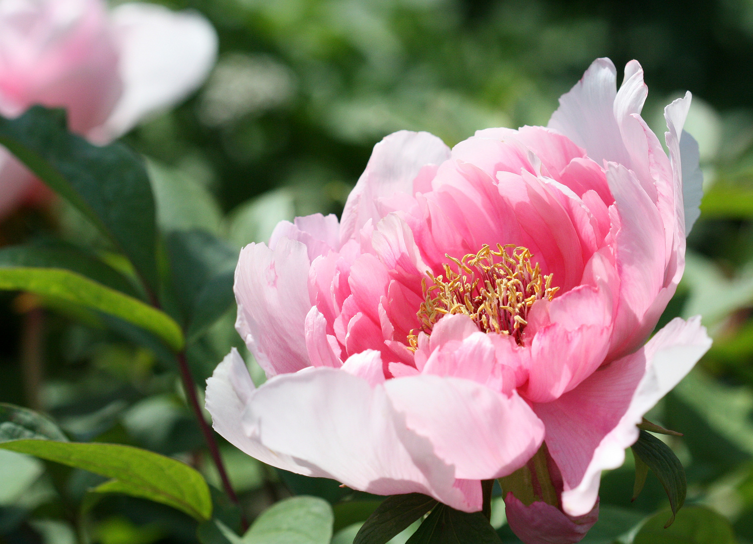 Pfingstrose Paeonia lemoinei