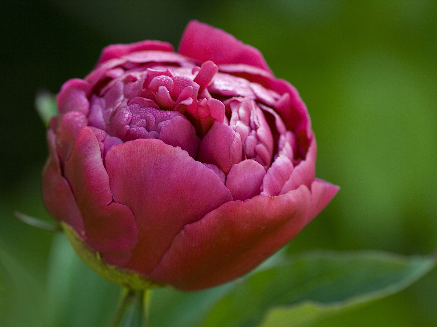 Pfingstrose - paeonia officinalis