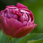 Pfingstrose - paeonia officinalis