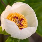 Pfingstrose (Paeonia wittmanniana)