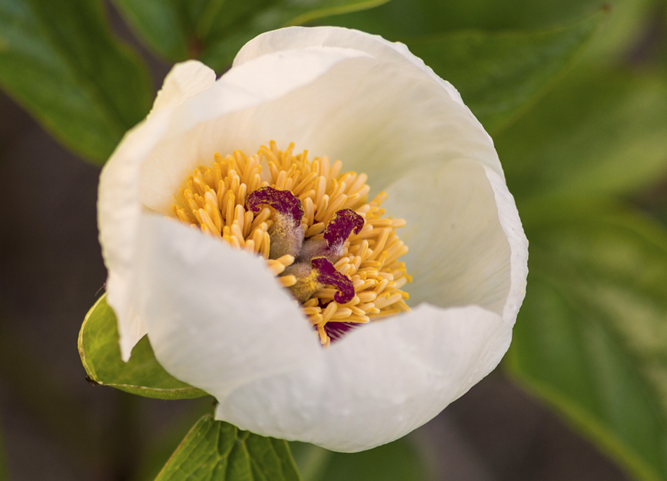 Pfingstrose (Paeonia wittmanniana)