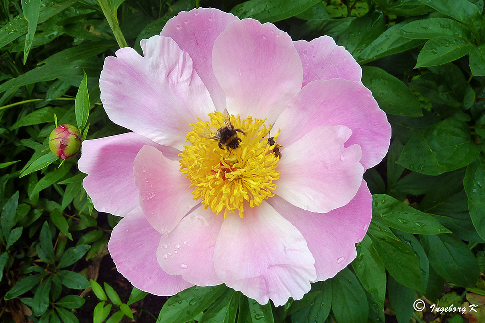 Pfingstrose - reichlich Nahrung für Hummeln, Bienen, Wespen