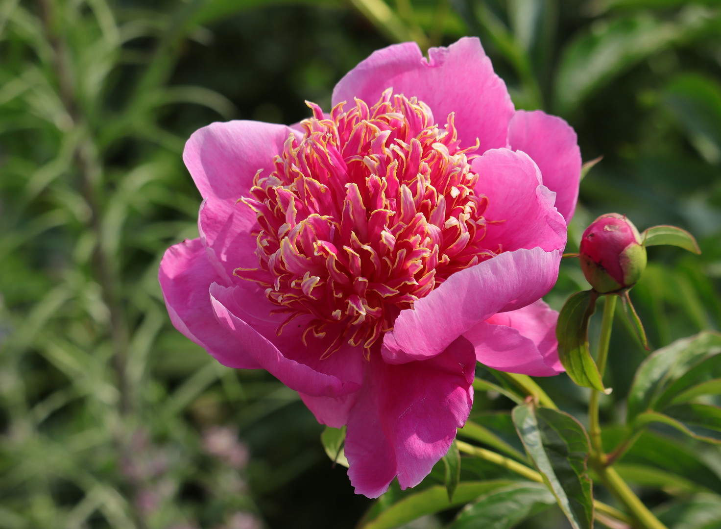 Pfingstrose rosa